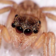 Illustration for article titled This Is How to Find the Spiders That Are Staring At You in the Dark